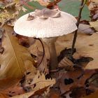 Pilz im Herbstwald -1