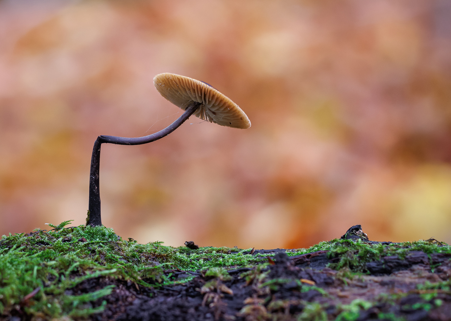 Pilz im Herbstwald