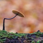 Pilz im Herbstwald