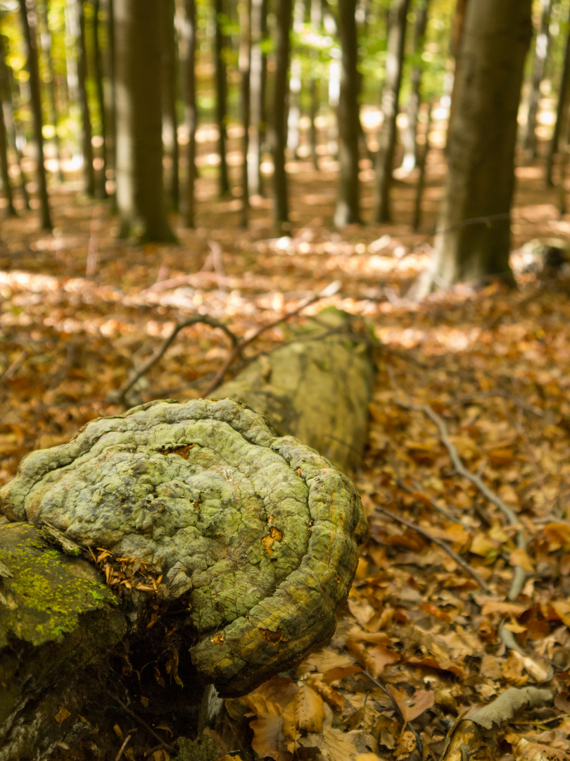 Pilz im Herbstwald