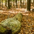 Pilz im Herbstwald