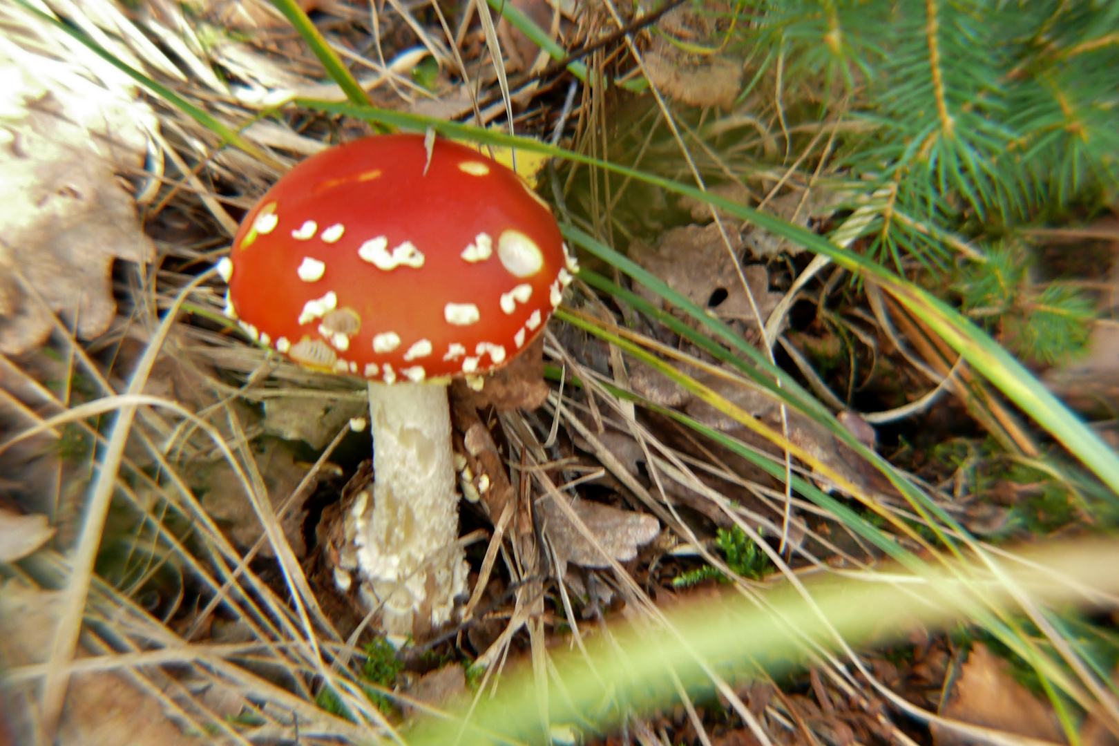 Pilz im Herbstwald