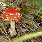 Pilz im Herbstwald