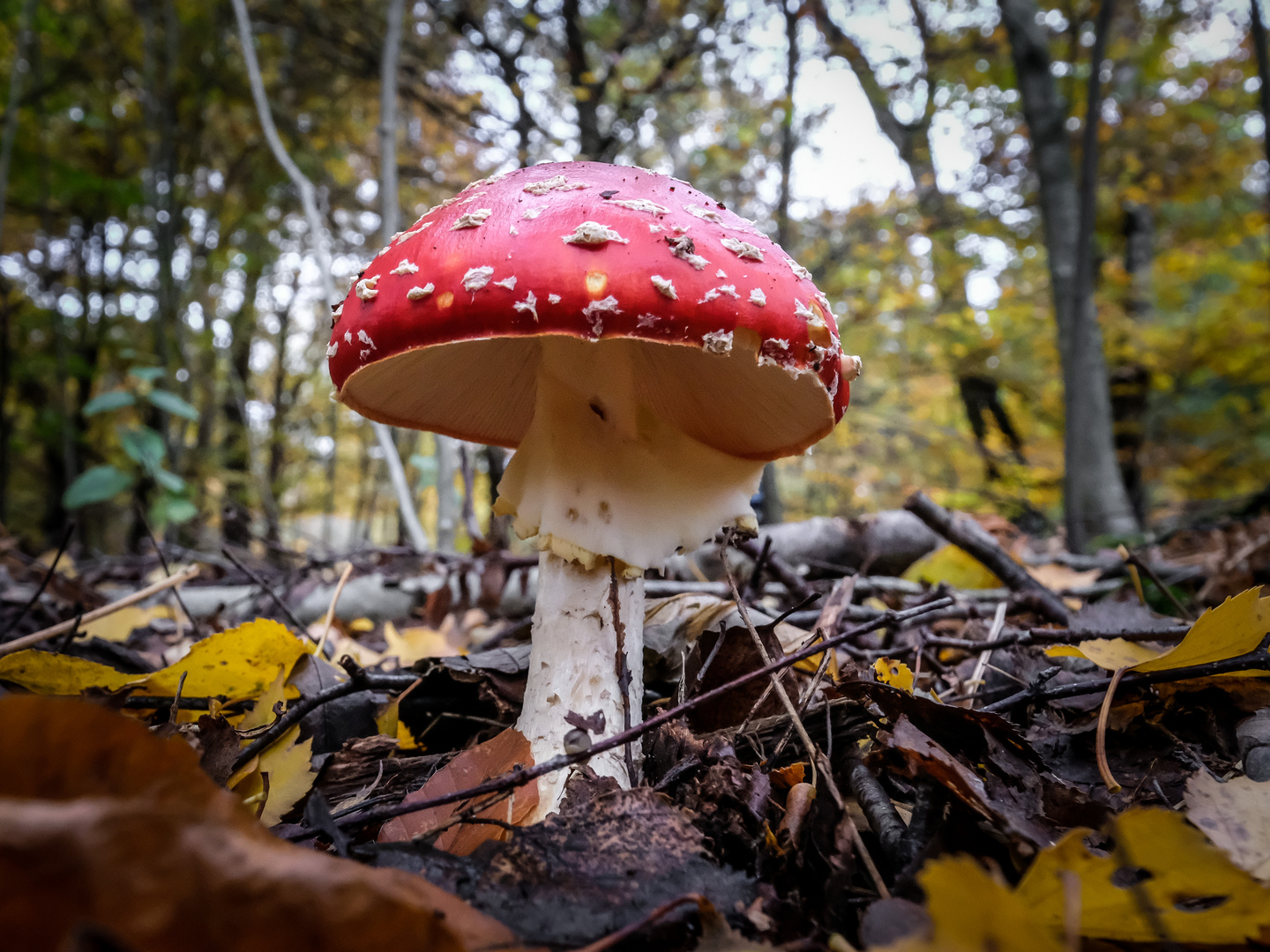 Pilz im Herbstwald