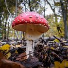 Pilz im Herbstwald