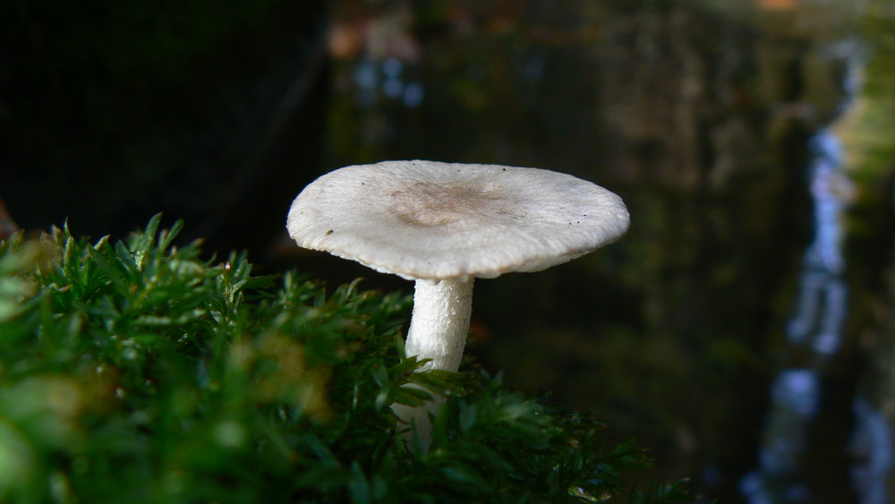 Pilz im Höllbachtal bei Brennberg