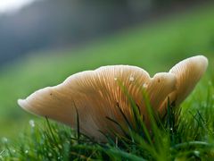 Pilz im Januar