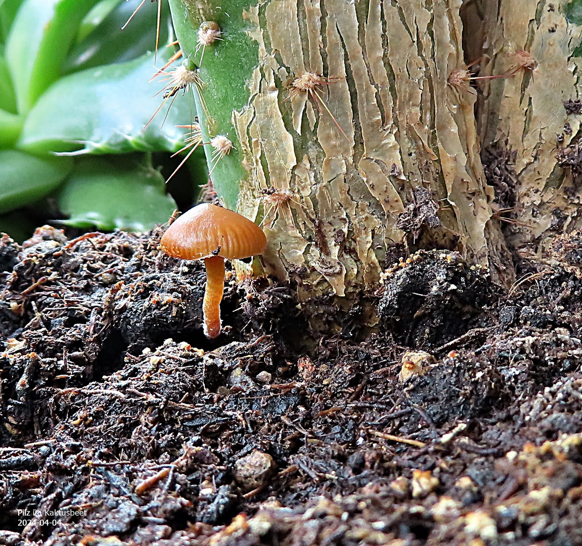 Pilz im Kaktusbeet