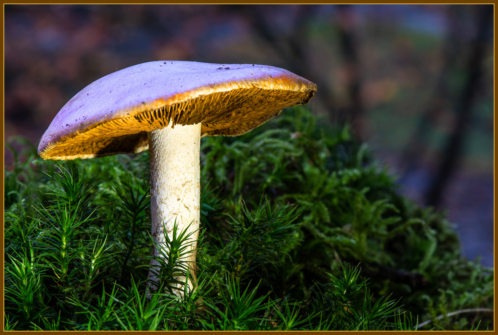 Pilz im Koblenzer Stadtwald