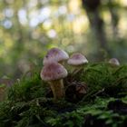 pilz im kölnischen wald