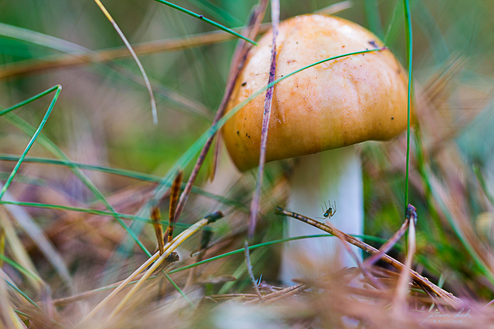 Pilz im "Kreuz und Quer" der Gräser