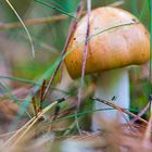 Pilz im "Kreuz und Quer" der Gräser