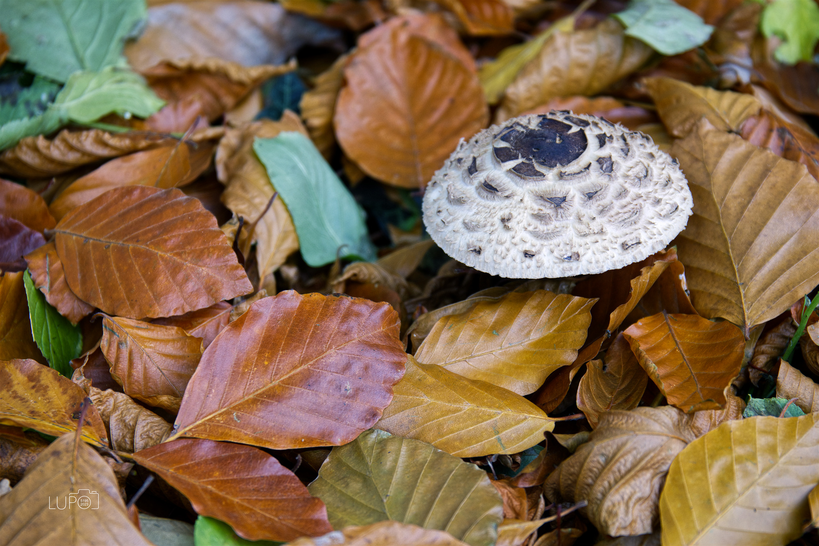 Pilz im Laub 02