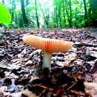 Pilz im Laub