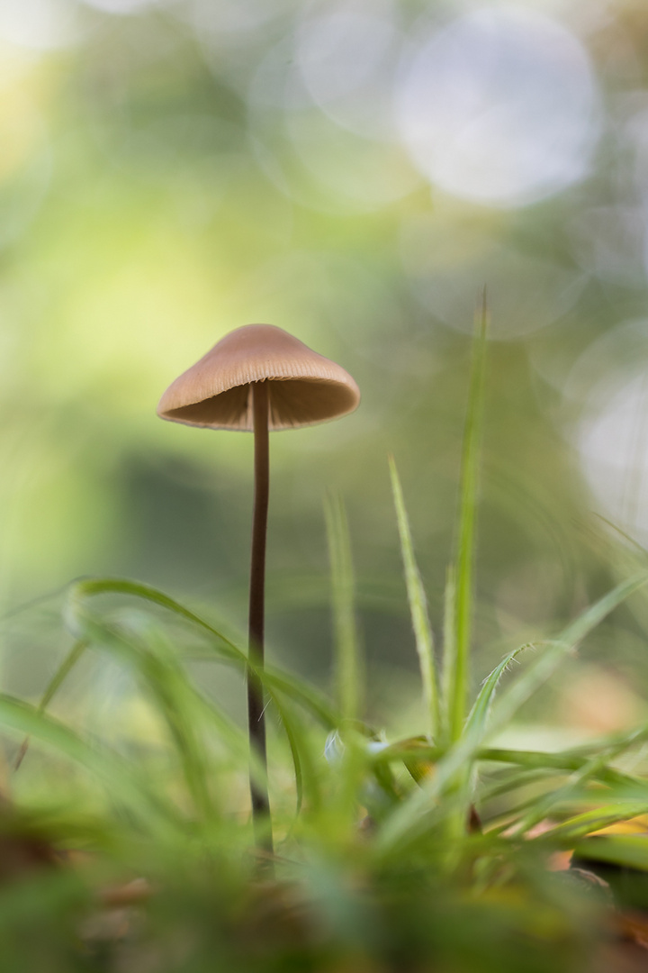 Pilz im letzten Grün