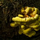 Pilz im Licht