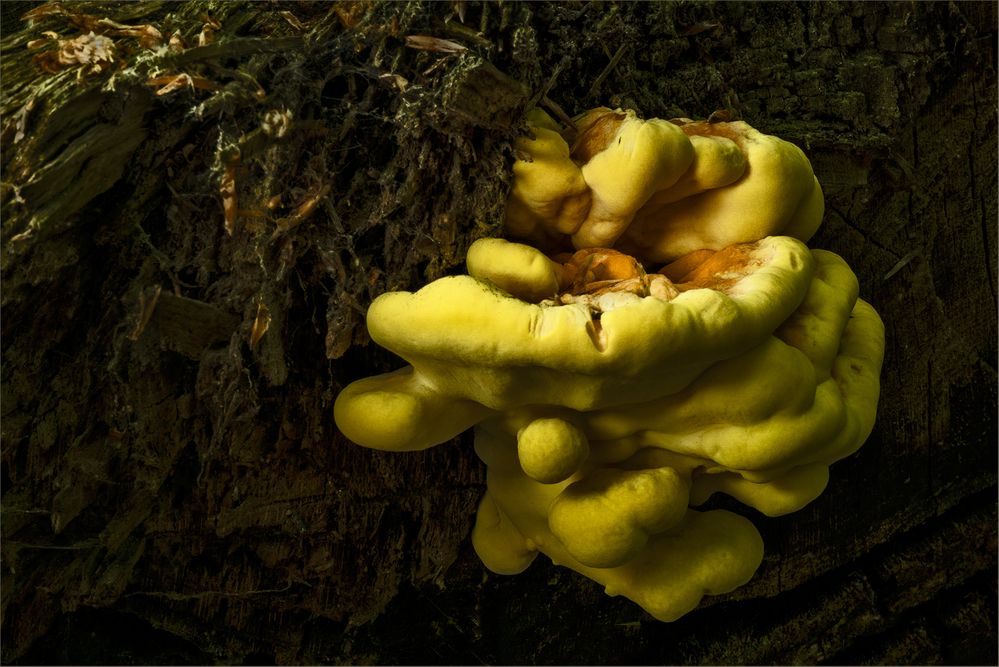 Pilz im Licht