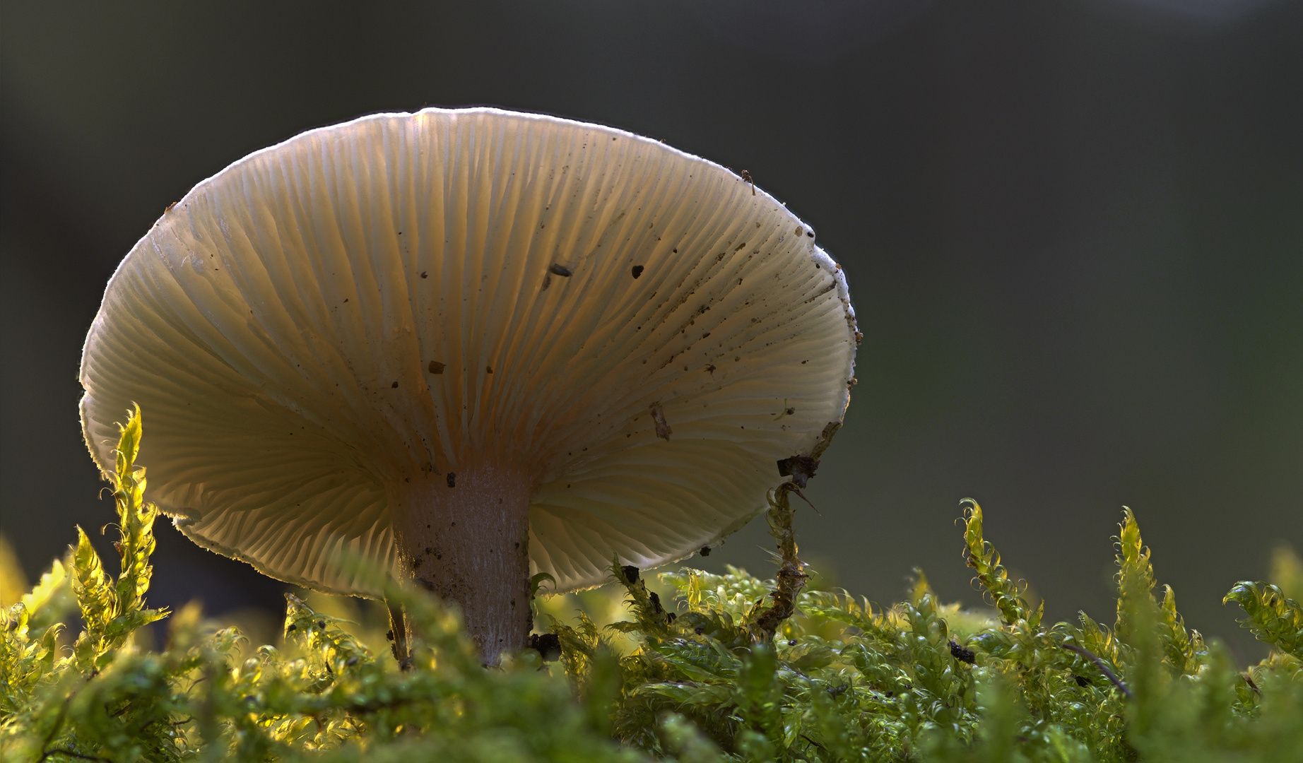 Pilz im Licht