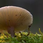 Pilz im Licht