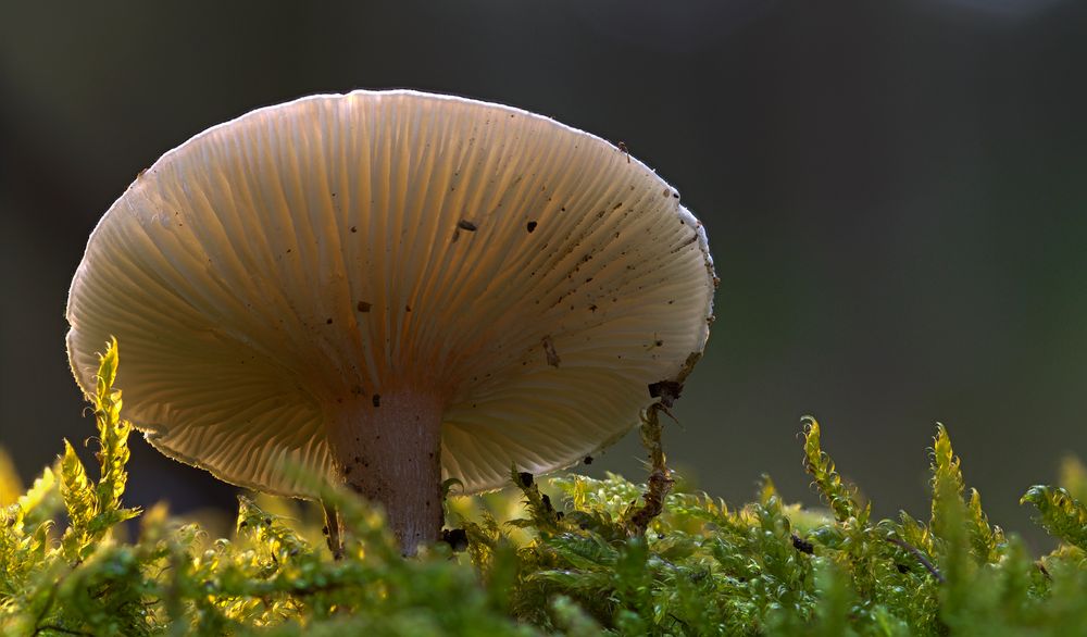 Pilz im Licht