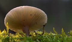 Pilz im Licht