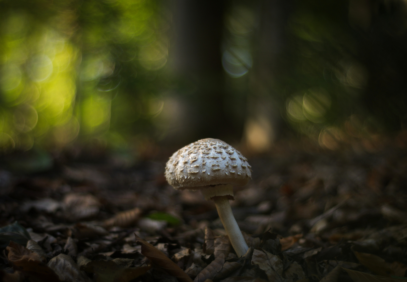 Pilz im Lichtbokeh