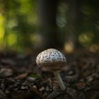 Pilz im Lichtbokeh