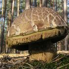 Pilz im Mai