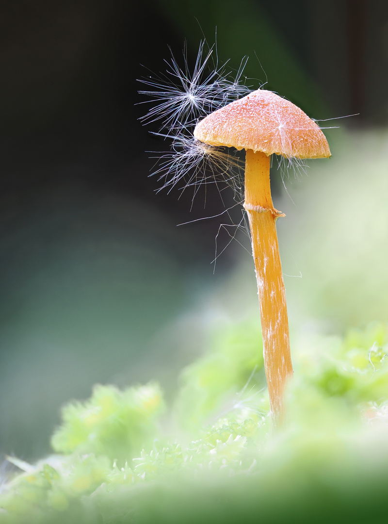 Pilz im Moor