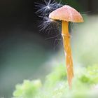 Pilz im Moor