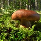 Pilz im Moorwald