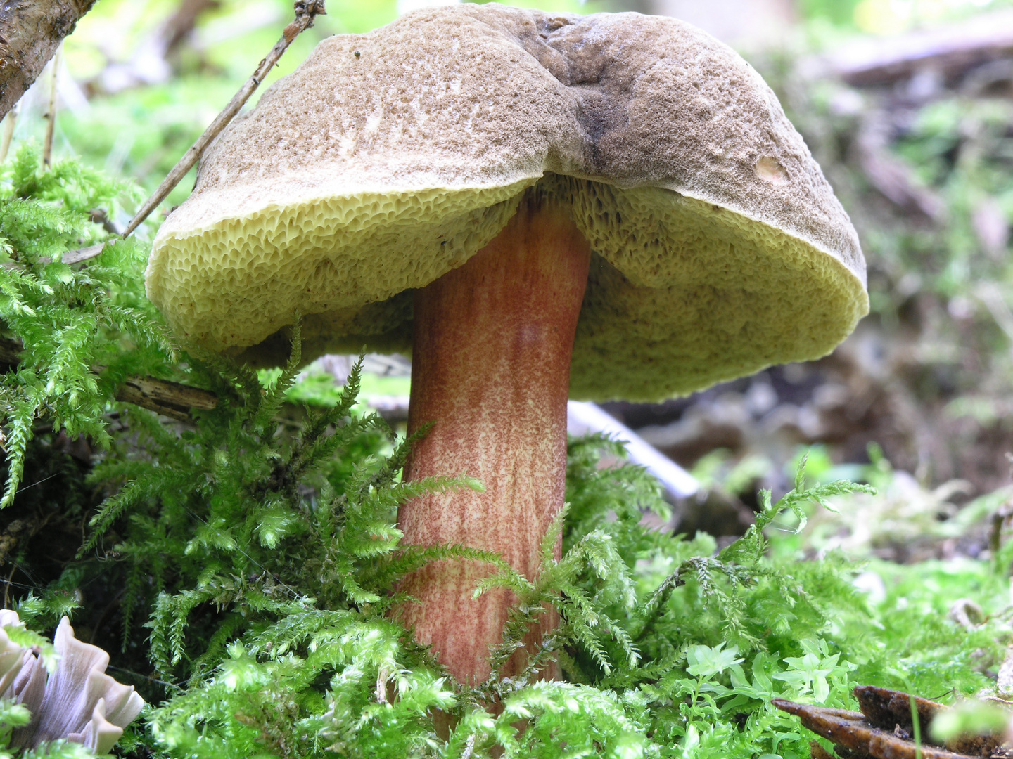 Pilz im Moos