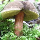 Pilz im Moos