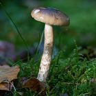 Pilz im Moos