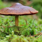 Pilz im Moosfeld