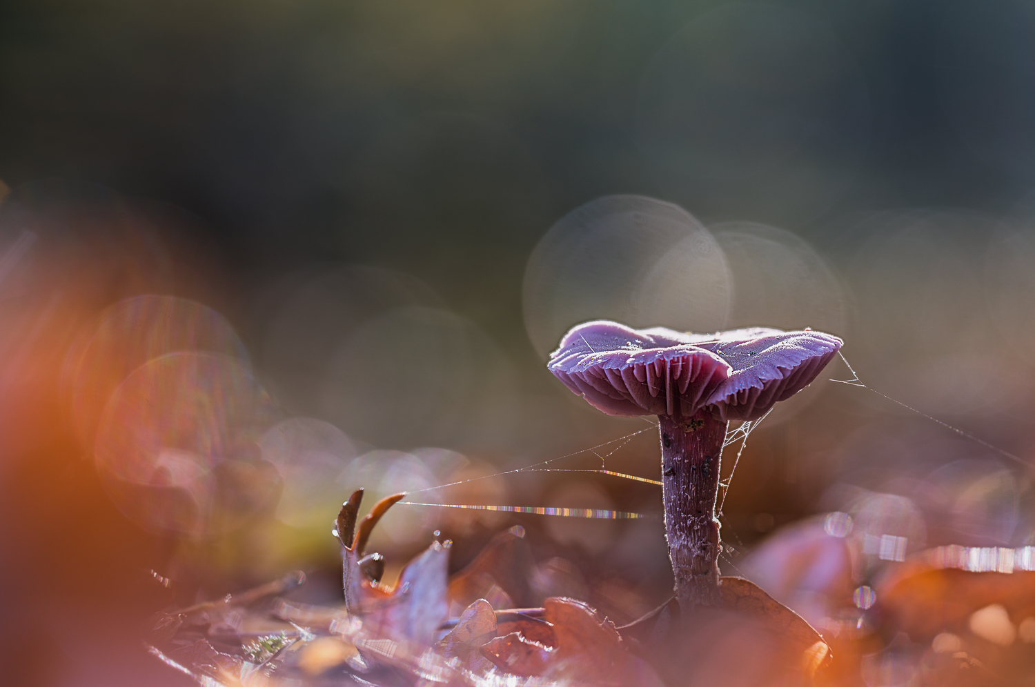 Pilz im Morgenlicht