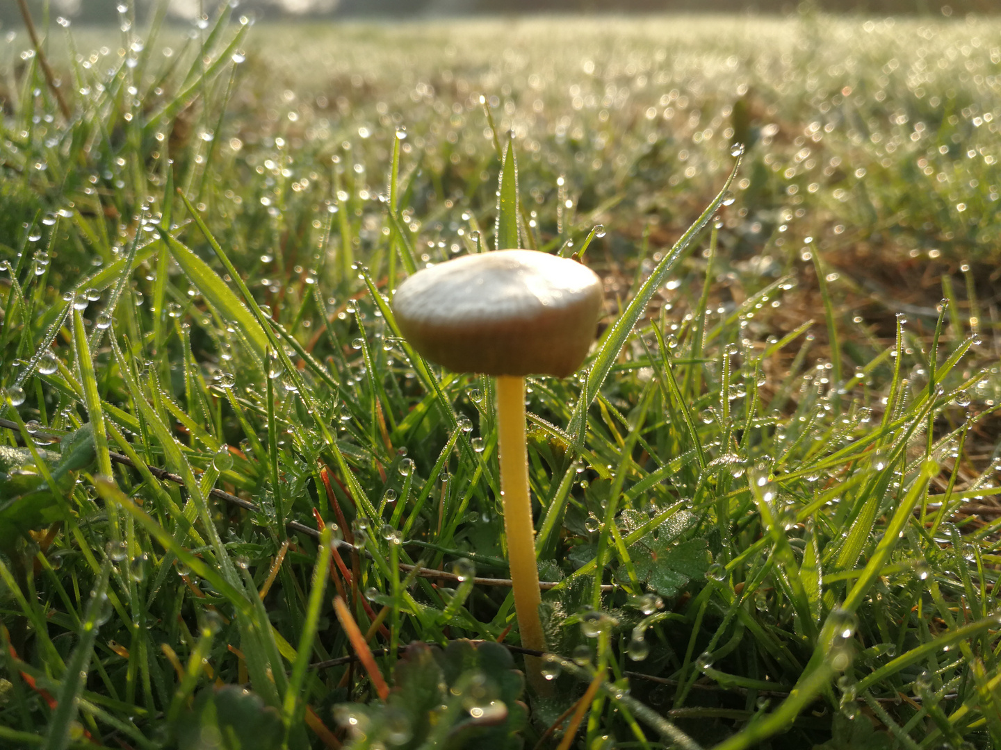 Pilz im Morgentau