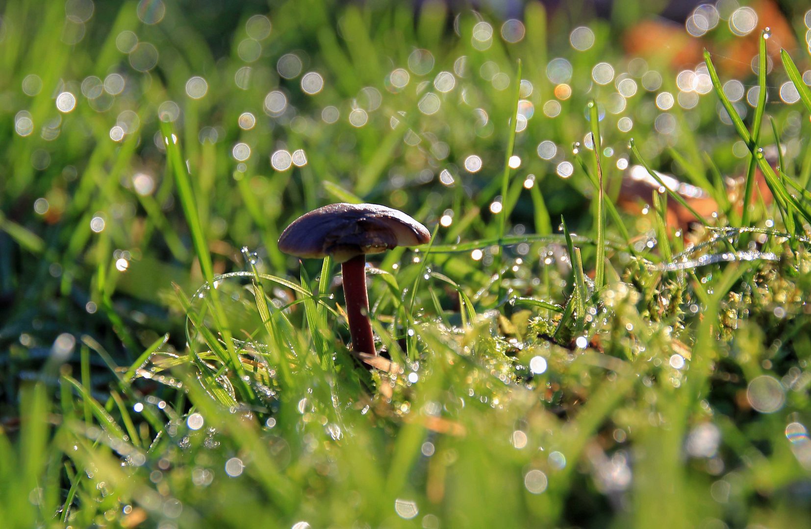 Pilz im Morgentau