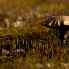 Pilz im Moss (III)