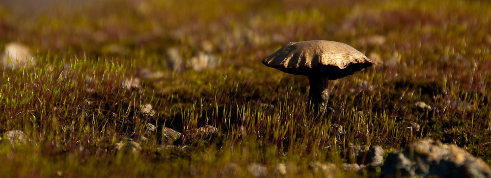 Pilz im Moss (III)