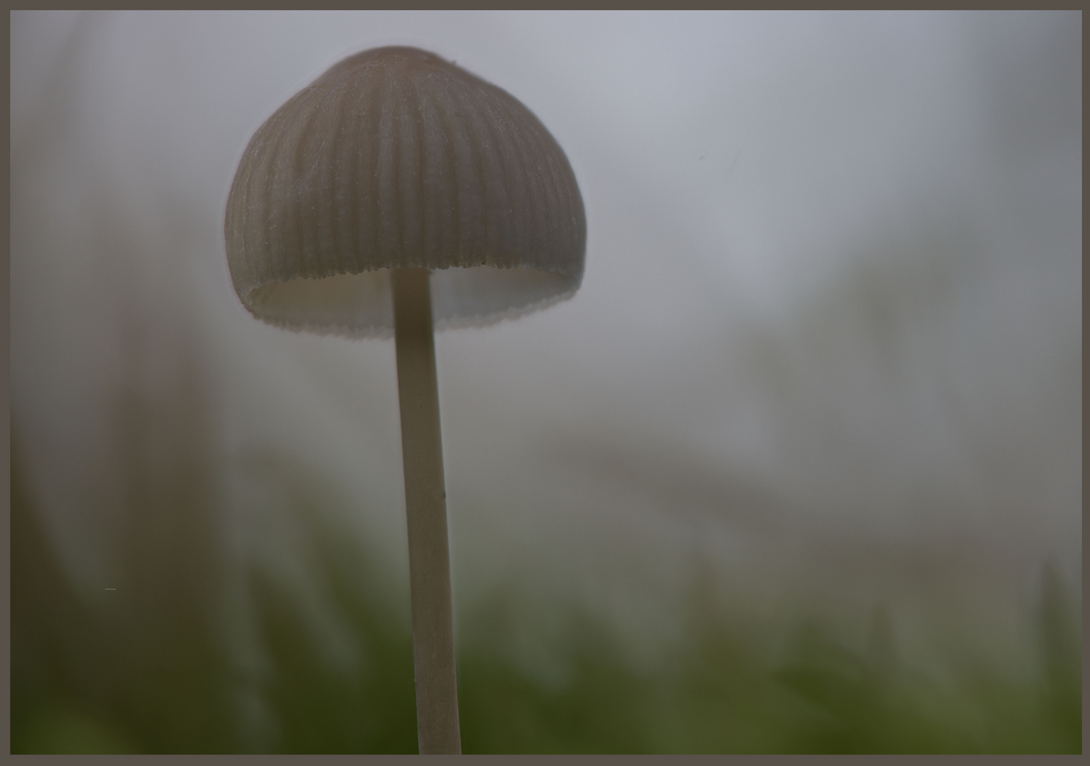 Pilz im Nebel