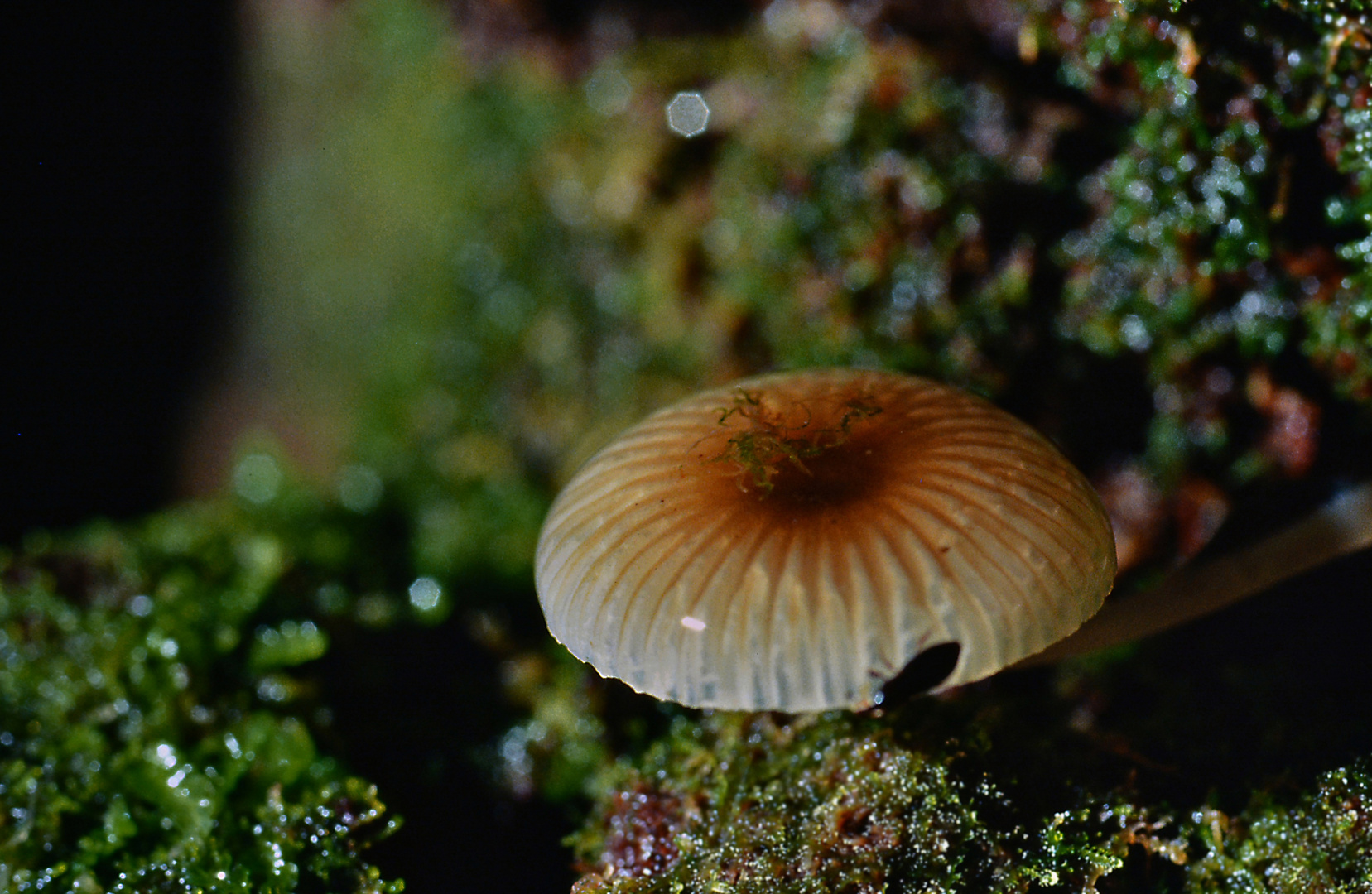 Pilz im Nebelwald