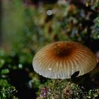 Pilz im Nebelwald