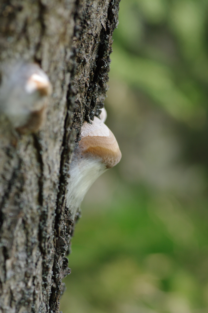 Pilz im Netz