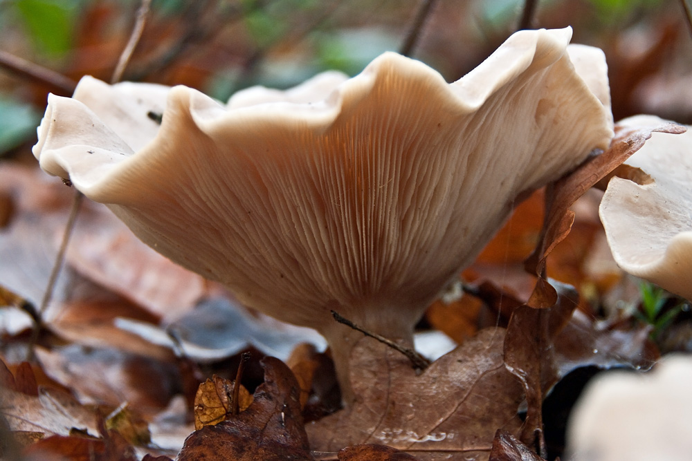 Pilz im noch grünen Wald