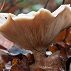 Pilz im noch grünen Wald