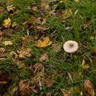 Pilz im November