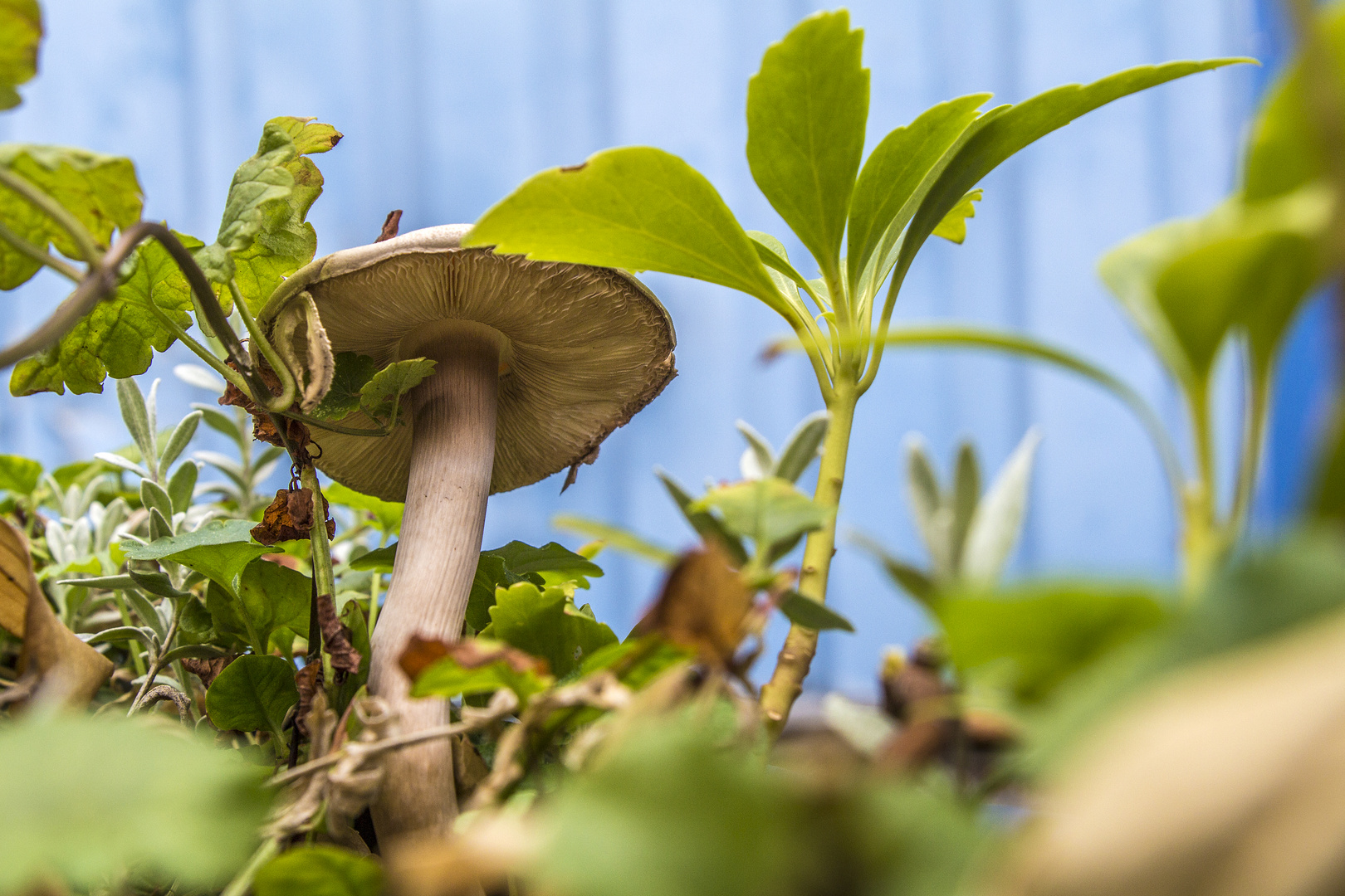 Pilz im Pflanzenkübel