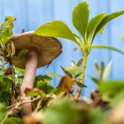 Pilz im Pflanzenkübel