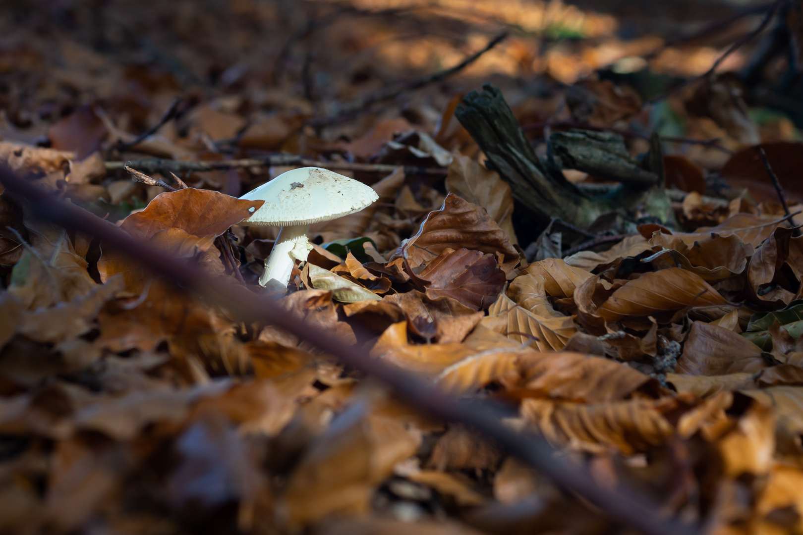 Pilz im Rampenlicht